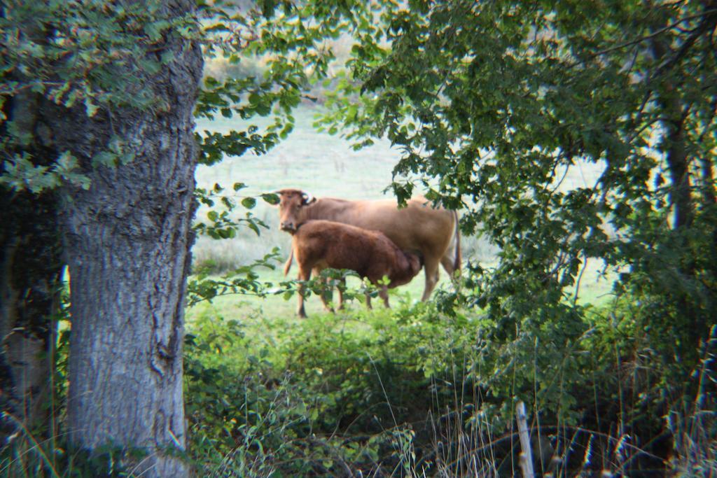 River Cottage Balledent Zimmer foto